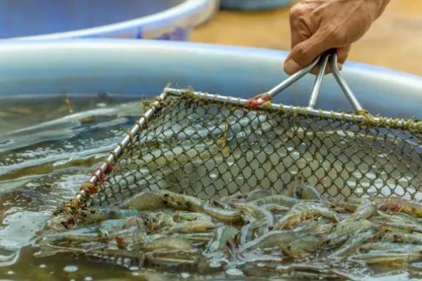 黑虎虾煮几分钟能熟，大火煮至沸腾后再煮五分钟