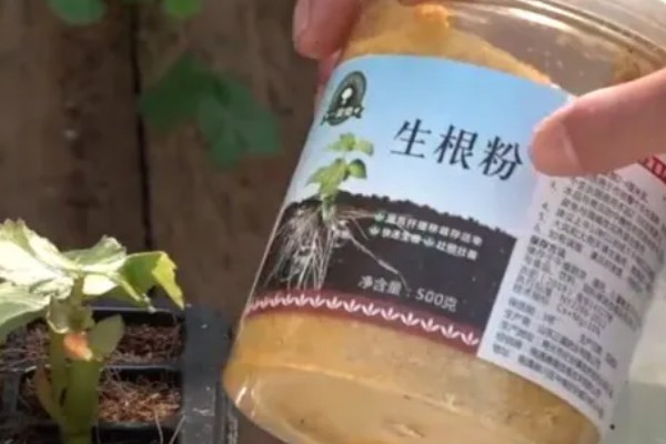 生根粉和多菌灵可以一起灌根吗，能一起灌根