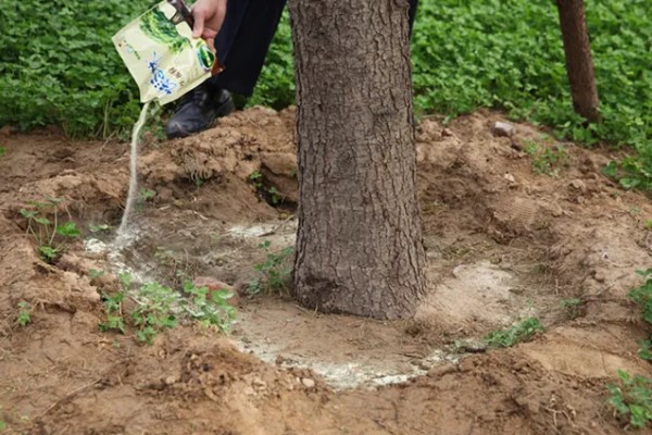 生根粉和多菌灵可以一起灌根吗，能一起灌根