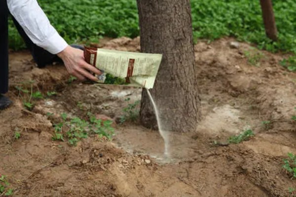 生根粉和多菌灵可以一起灌根吗，能一起灌根