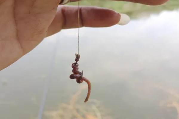 晚上钓翘嘴的深度，达到2-3米深即可