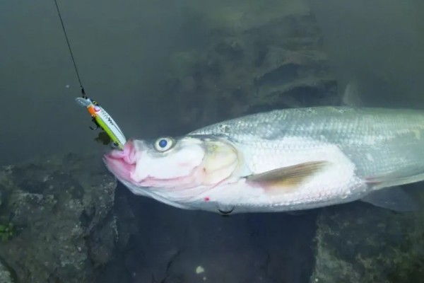 晚上钓翘嘴的深度，达到2-3米深即可