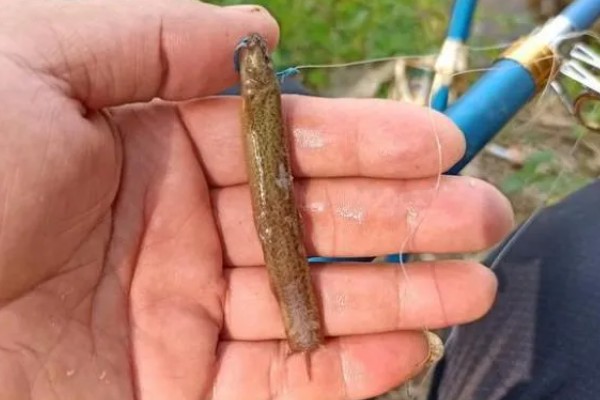 晚上钓翘嘴的深度，达到2-3米深即可