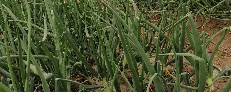 洋葱能不能自行留种，栽培2年左右才能收获种子