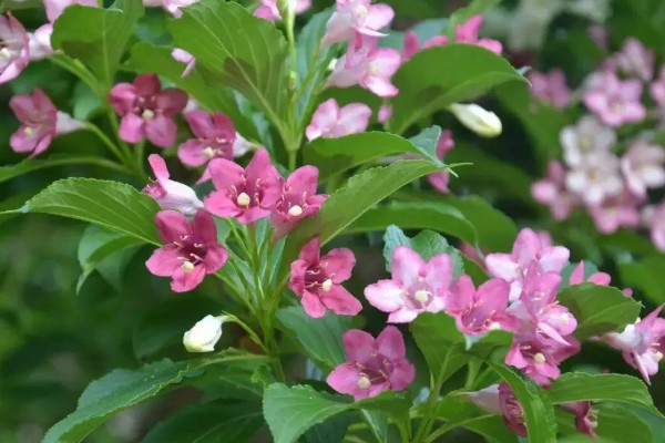 五色海棠的花语，寓意着美好的未来