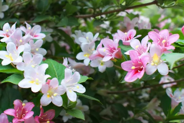 五色海棠的花语，寓意着美好的未来