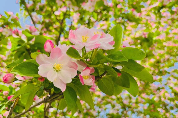 五色海棠的花语，寓意着美好的未来