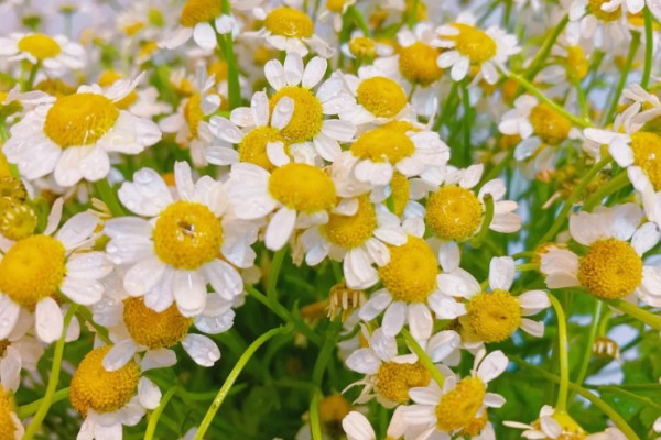 洋甘菊有什么花语，代表亲密关系、和好如初、积极阳光