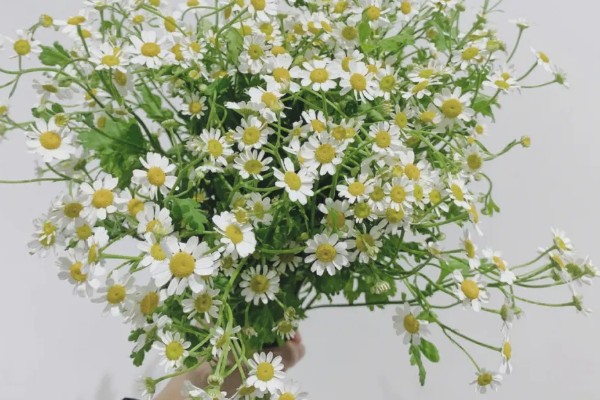 洋甘菊有什么花语，代表亲密关系、和好如初、积极阳光