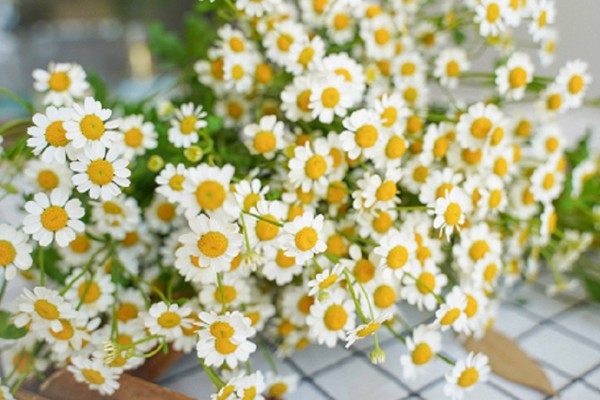 洋甘菊有什么花语，代表亲密关系、和好如初、积极阳光