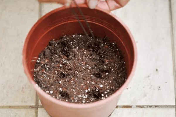 洋甘菊有什么花语，代表亲密关系、和好如初、积极阳光