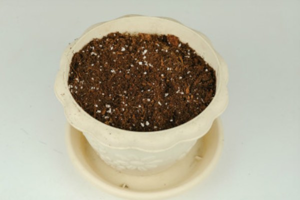 洋甘菊有什么花语，代表亲密关系、和好如初、积极阳光