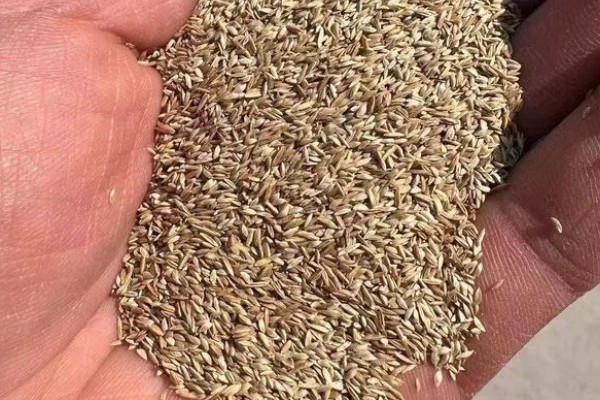 洋甘菊有什么花语，代表亲密关系、和好如初、积极阳光