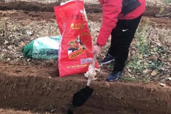 洋葱能不能自行留种，栽培2年左右才能收获种子