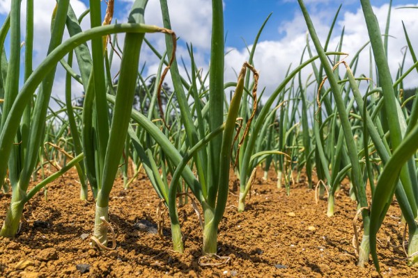 洋葱能不能自行留种，栽培2年左右才能收获种子