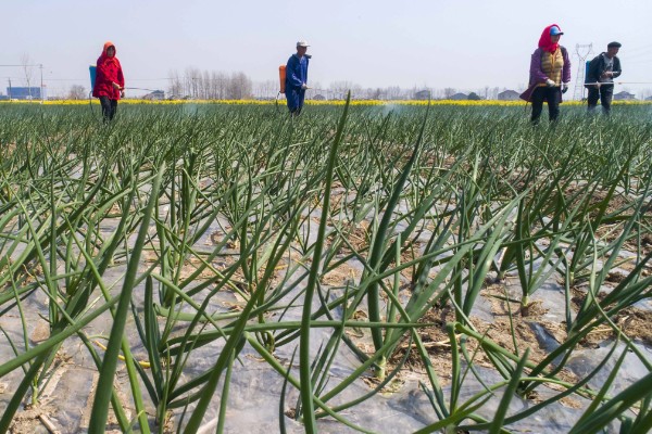 洋葱能不能自行留种，栽培2年左右才能收获种子