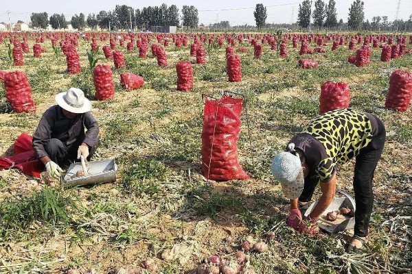 洋葱能不能自行留种，栽培2年左右才能收获种子
