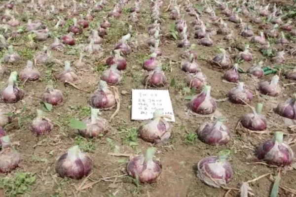 洋葱能不能自行留种，栽培2年左右才能收获种子