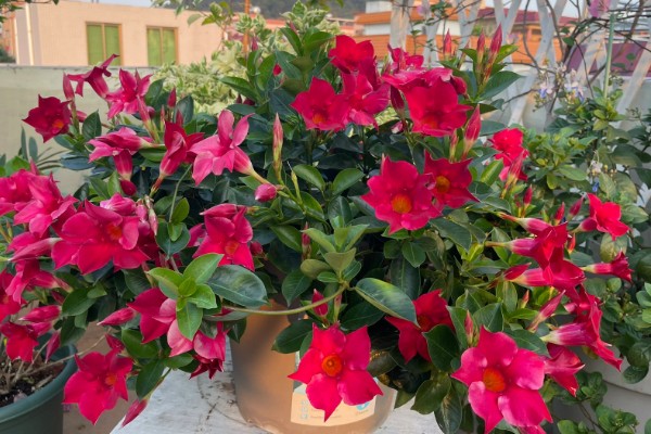 飘香藤要打顶吗，飘香藤需要打顶