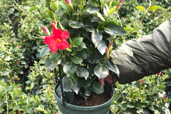 飘香藤要打顶吗，飘香藤需要打顶