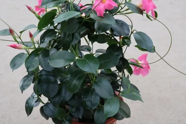 飘香藤要打顶吗，飘香藤需要打顶