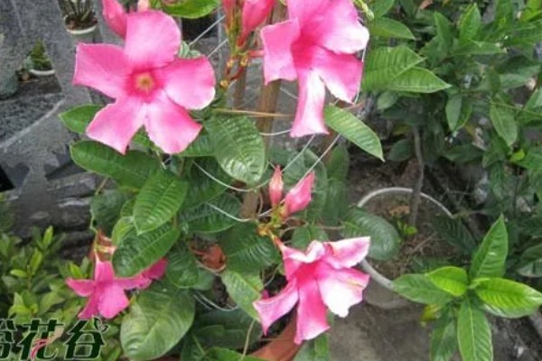 飘香藤要打顶吗，飘香藤需要打顶