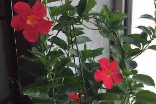 飘香藤要打顶吗，飘香藤需要打顶