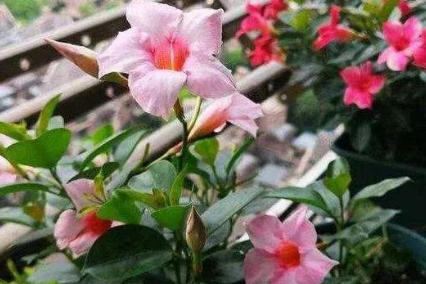 飘香藤要打顶吗，飘香藤需要打顶