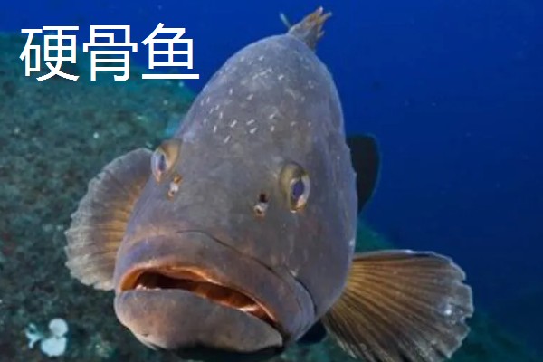 硬骨鱼和软骨鱼有什么区别,硬骨鱼的骨骼高度骨化
