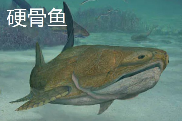 硬骨鱼和软骨鱼有什么区别,硬骨鱼的骨骼高度骨化