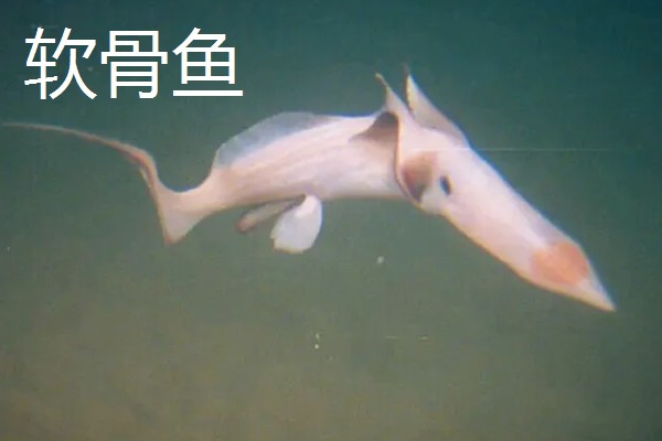 硬骨鱼和软骨鱼有什么区别,硬骨鱼的骨骼高度骨化