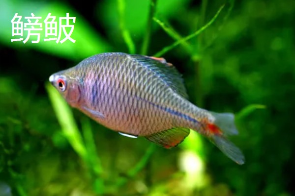 硬骨鱼和软骨鱼有什么区别,硬骨鱼的骨骼高度骨化