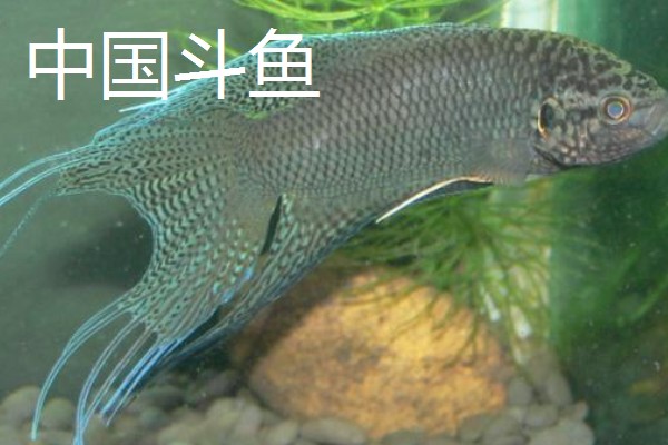 硬骨鱼和软骨鱼有什么区别,硬骨鱼的骨骼高度骨化