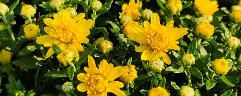 千头菊如何打顶，生长初期便可摘心打顶了