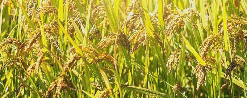 秋天成熟的农作物，有水稻、棉花等