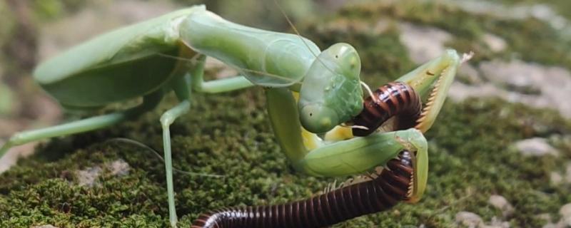 捕食性昆虫有哪些，常见的有螳螂、捕食螨等