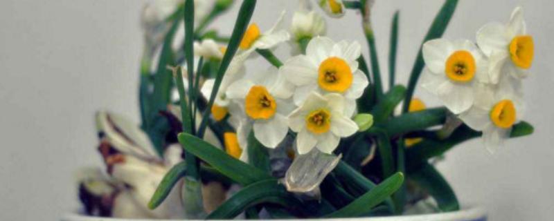 水仙花花苞枯萎如何解决，被强光灼伤需减少光照供应