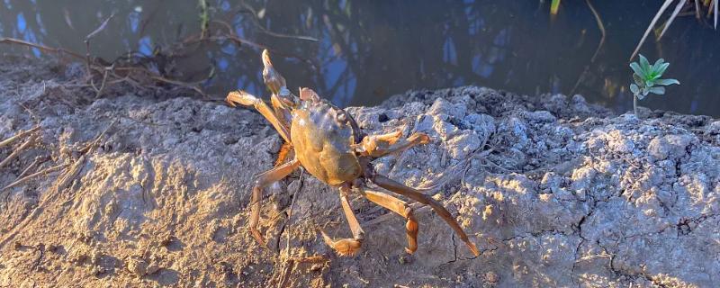 为什么盘锦稻田蟹很小，可能是由于环境等因素造成的