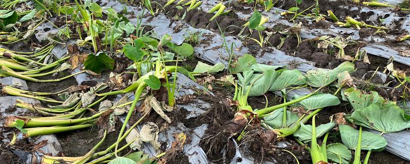 毛芋头什么时候种植，适合在3月份栽种