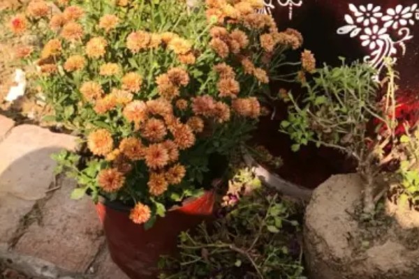 千头菊如何打顶,生长初期便可摘心打顶了