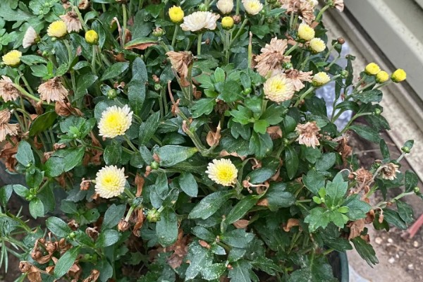 千头菊如何打顶,生长初期便可摘心打顶了