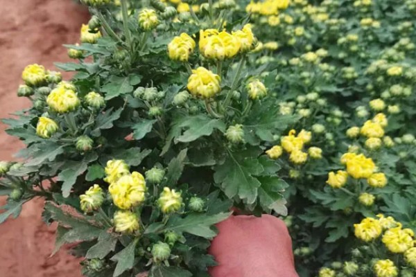 千头菊如何打顶,生长初期便可摘心打顶了