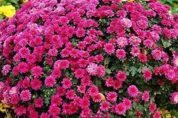 千头菊如何打顶,生长初期便可摘心打顶了