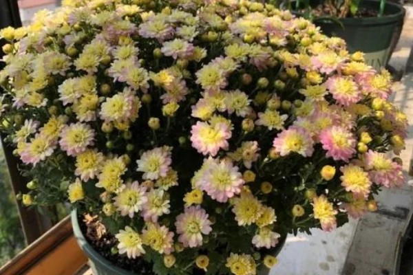 千头菊如何打顶,生长初期便可摘心打顶了