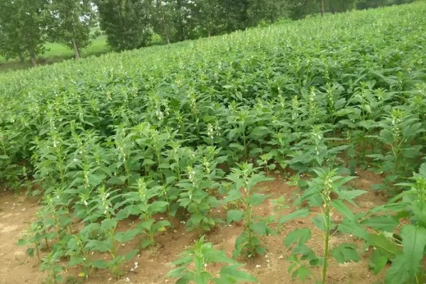 秋天成熟的农作物,有水稻、棉花等
