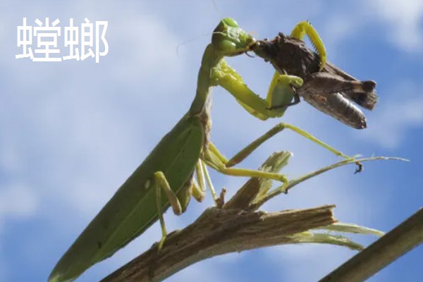 捕食性昆虫有哪些，常见的有螳螂、捕食螨等
