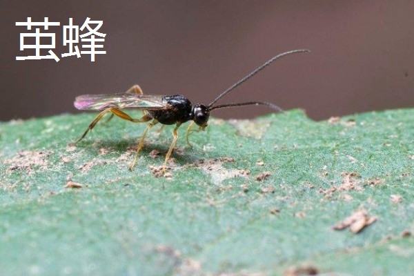 捕食性昆虫有哪些，常见的有螳螂、捕食螨等