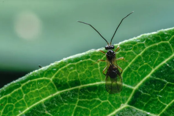 捕食性昆虫有哪些，常见的有螳螂、捕食螨等
