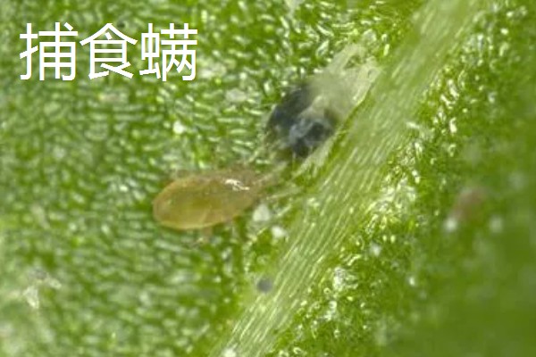 捕食性昆虫有哪些，常见的有螳螂、捕食螨等