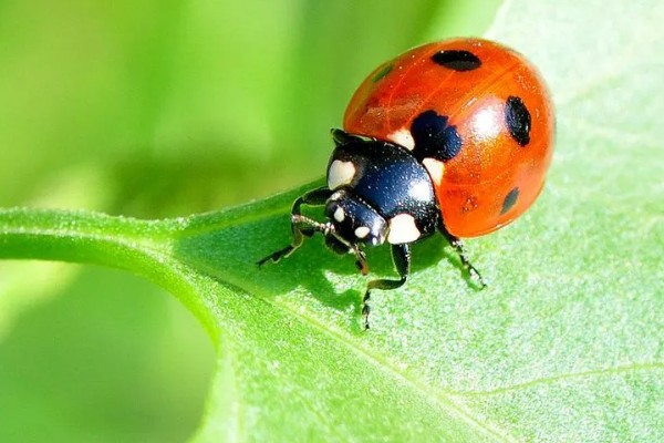 捕食性昆虫有哪些，常见的有螳螂、捕食螨等